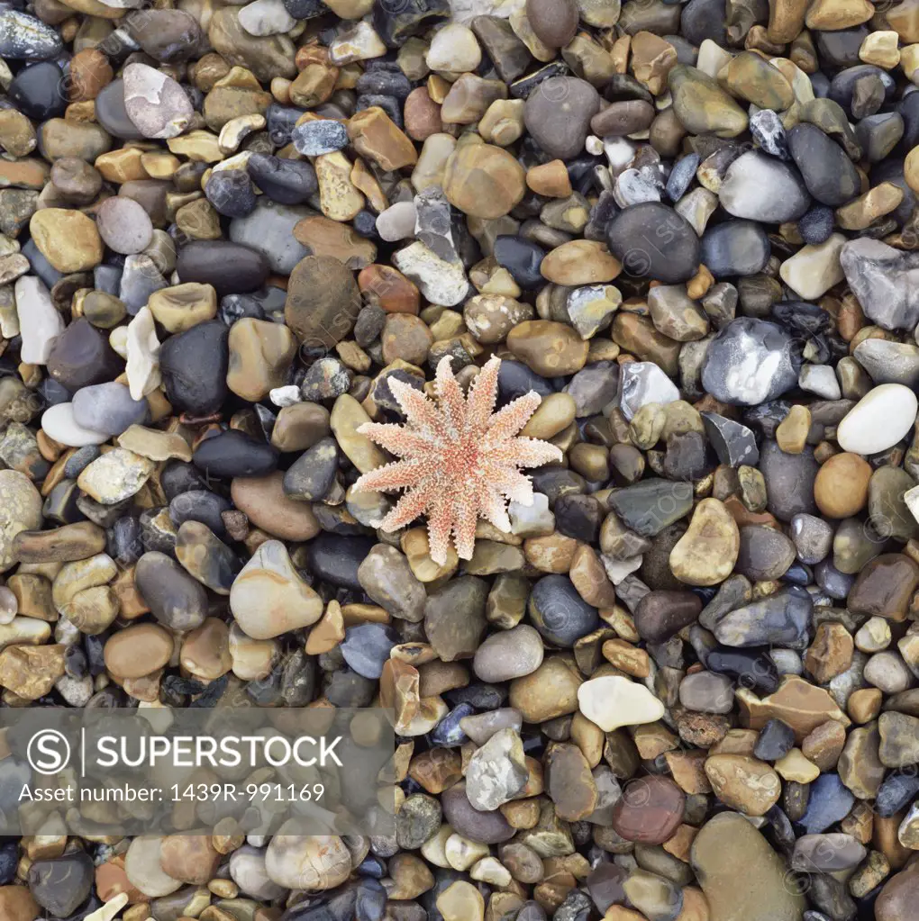 Starfish on pebble beach