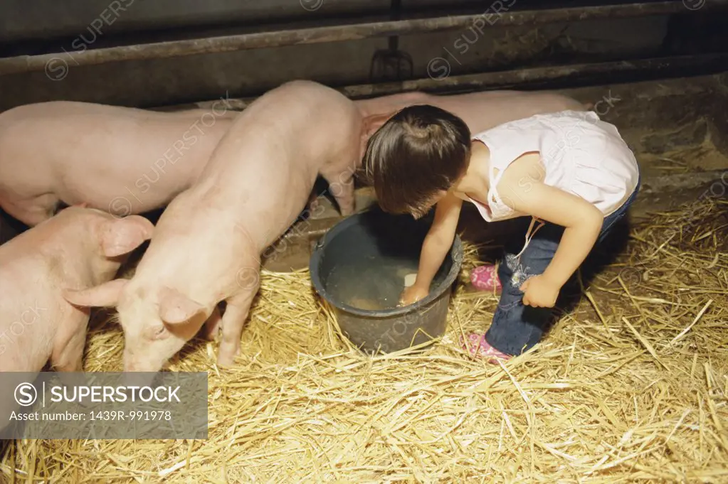 Girl about to wash some pigs