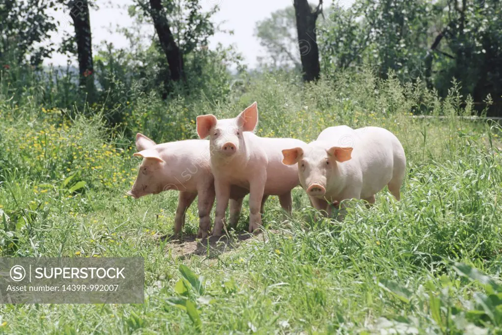 Three pigs in a meadow