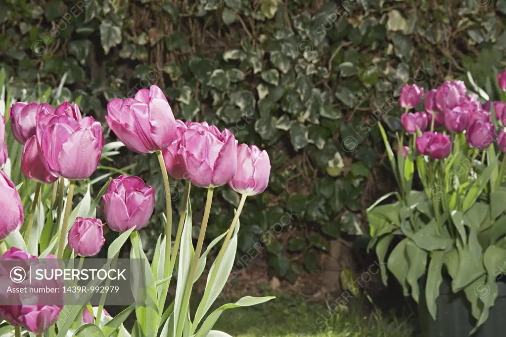 Tulips in a garden