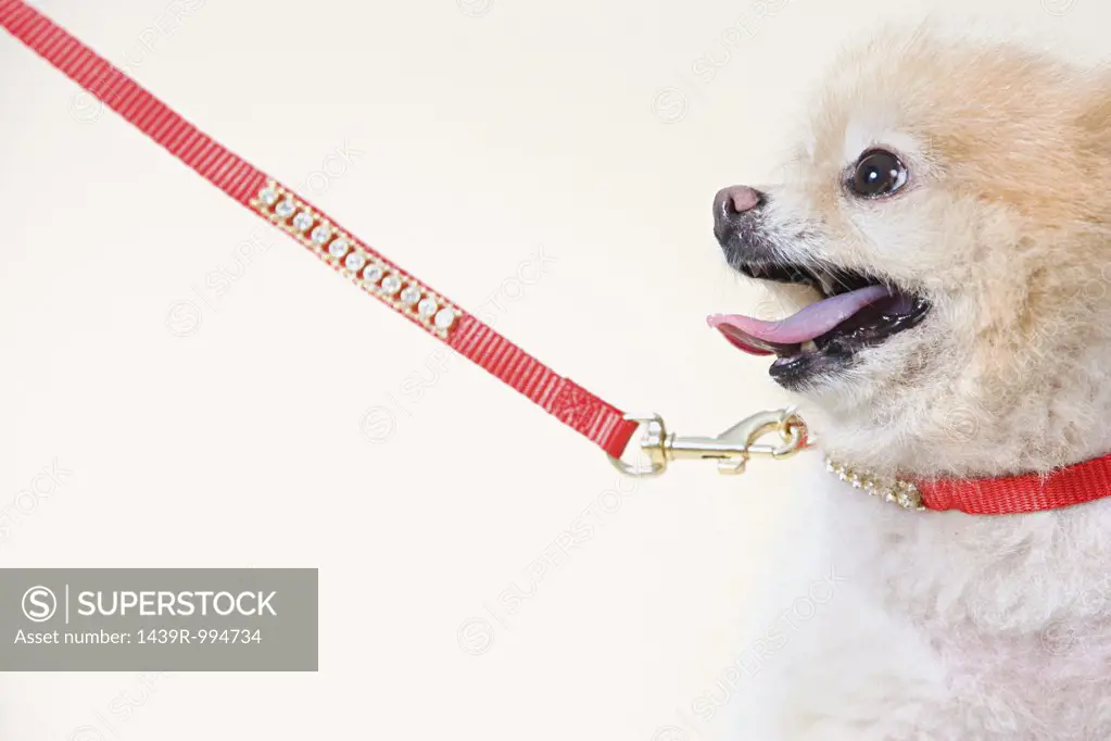 Pomeranian with luxury collar and leash