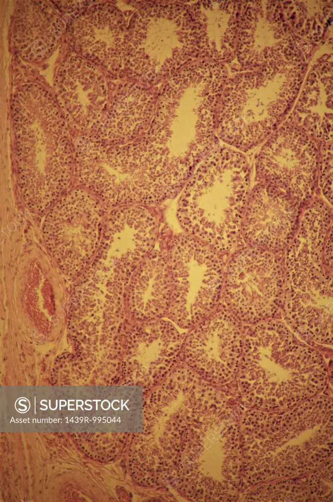 Seminiferous tubules in testis