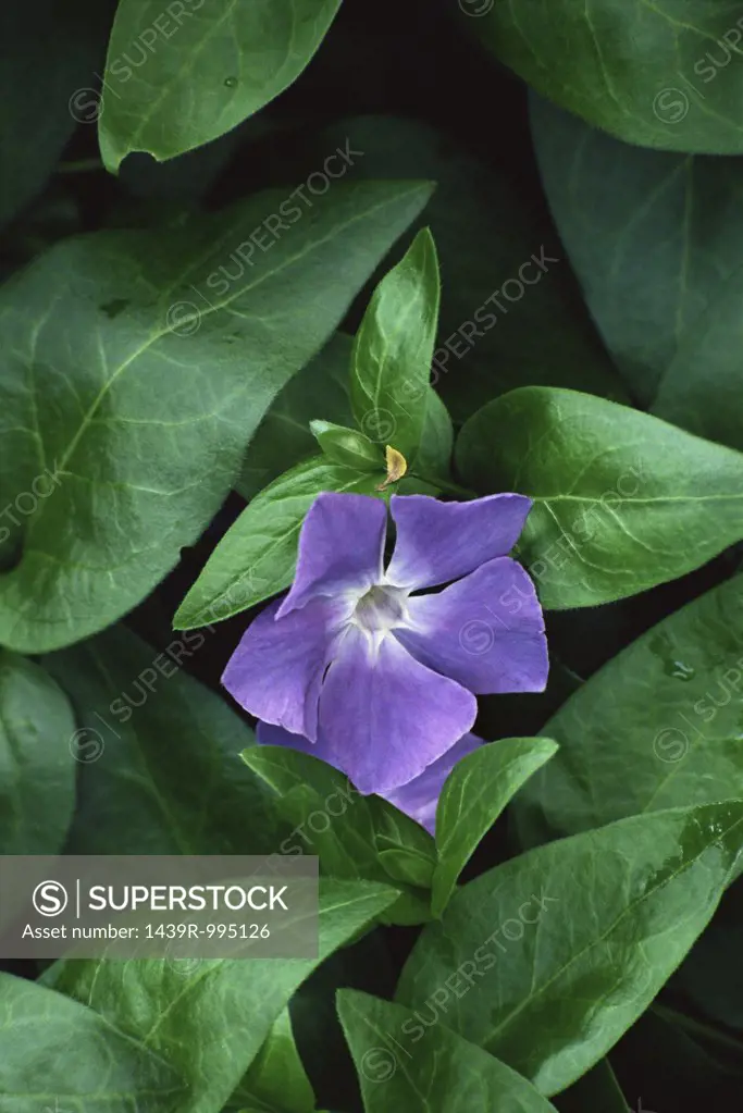 Greater periwinkle