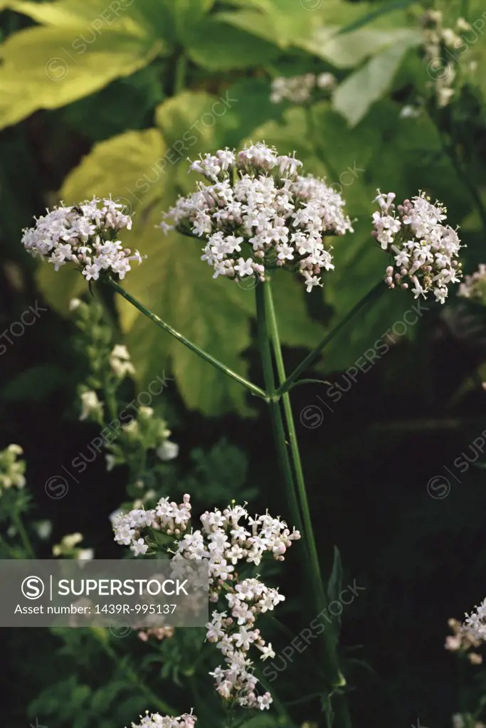 Valerian flower