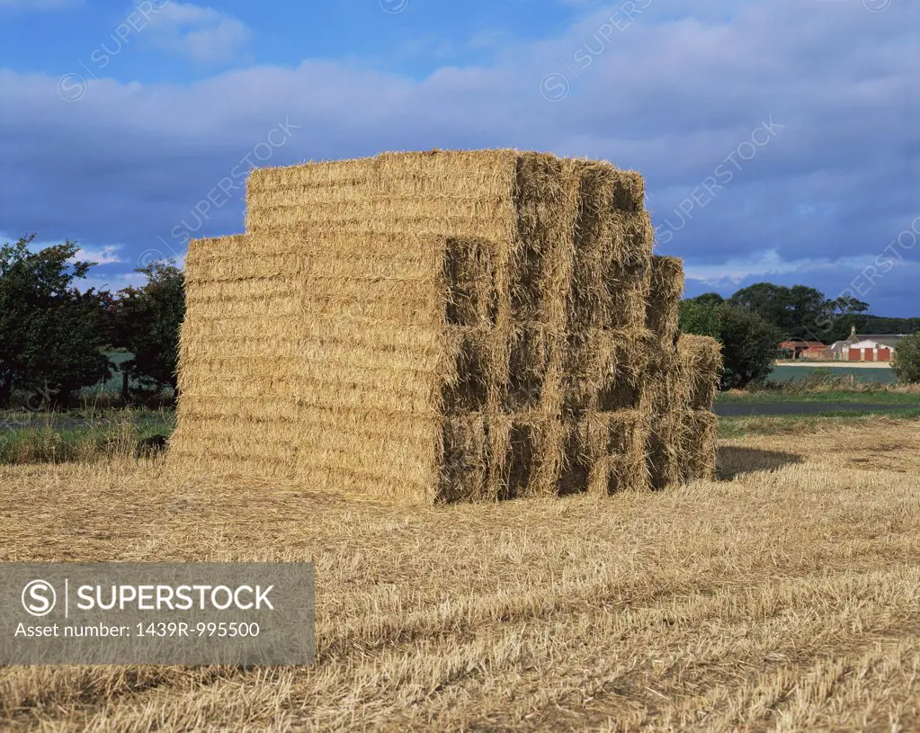 Bales of hay in field 