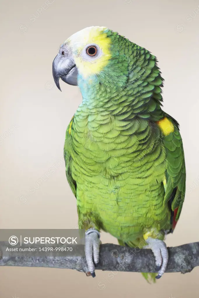 Green parrot perching on branch