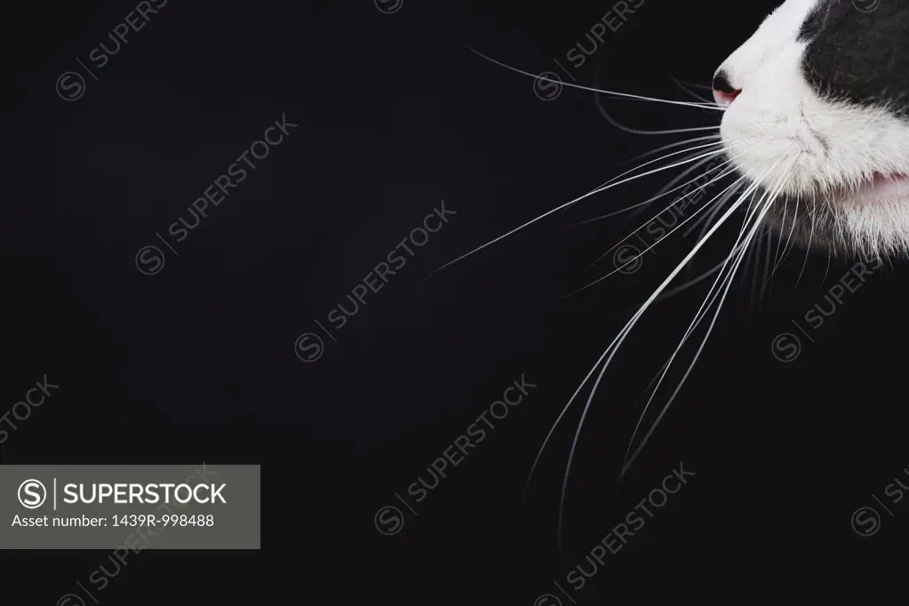 Cats whiskers