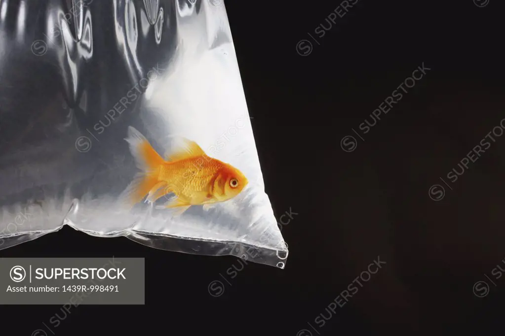 Goldfish in plastic bag