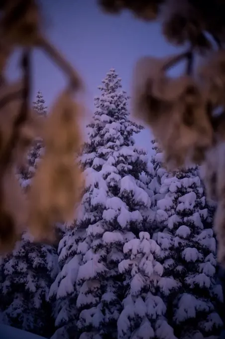 Snow covered trees at dusk