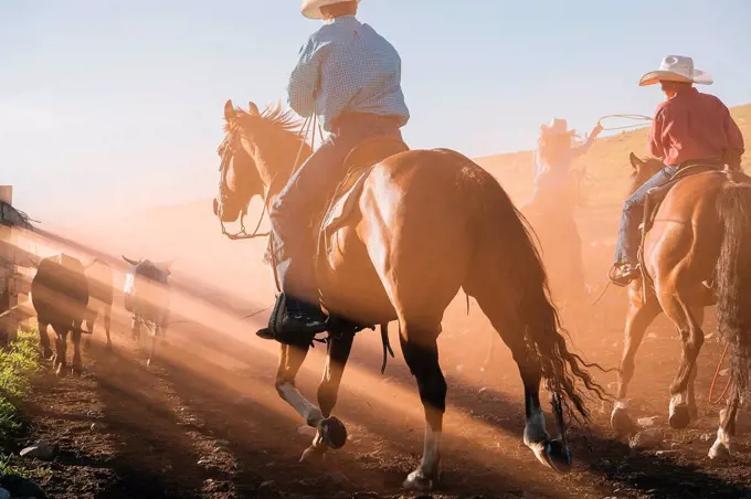 Cowboys on horses lassoing bull, Enterprise, Oregon, United States, North America