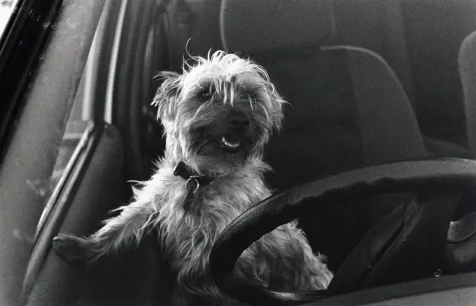 Dog behind steering wheel