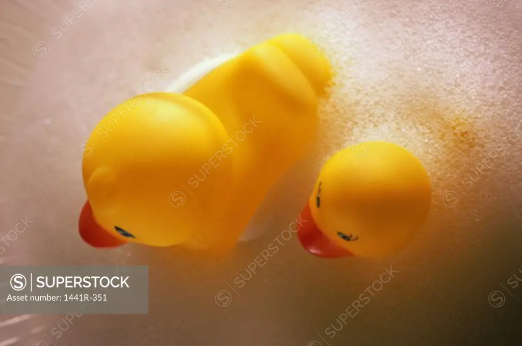 High angle view of two rubber ducks