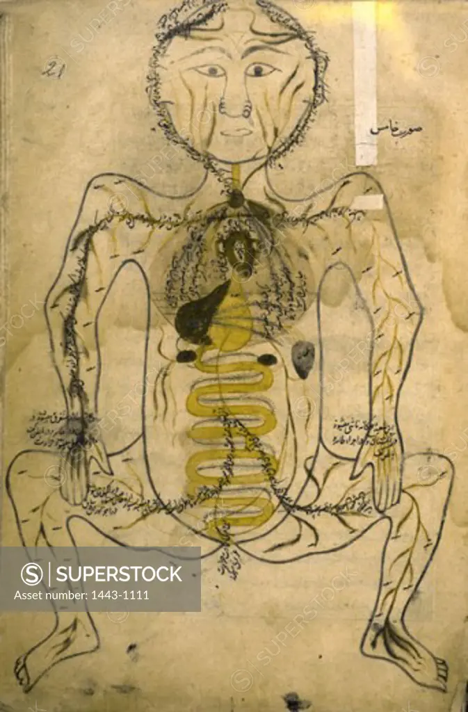 Anatomical Drawing of the Human Body (Persian) Late 15th C. Artist Unknown Manuscript Bibliotheque Nationale, Paris, France