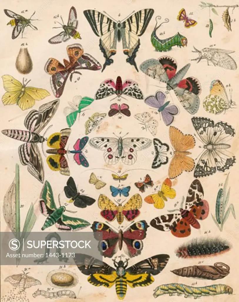 Butterflies  1841 Artist Unknown Colored Chalk lithograph Collection of Archiv for Kunst & Geschichte, Berlin, Germany