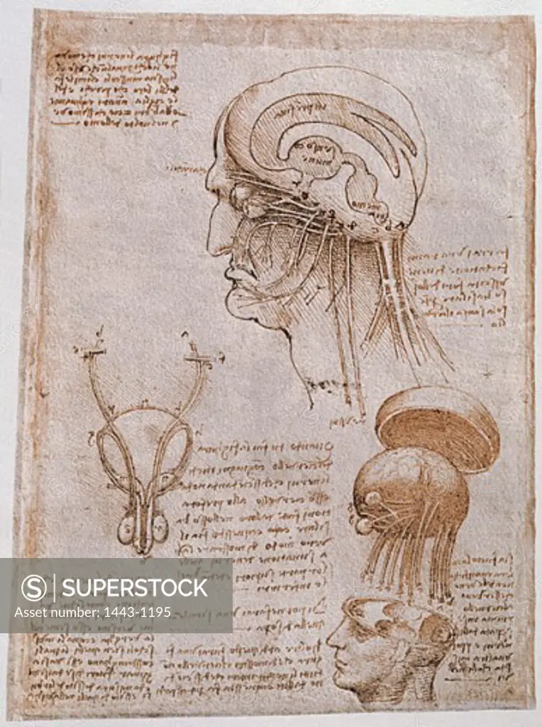 Anatomy Study: Brain, Ventricles, Cerebral Nerves, Male Urogenital Apparatus ca. 1506-08 Leonardo da Vinci (1452-1519 Italian) Pen & Ink Kunstgalerie, Schlossmuseum, Weimar, Germany