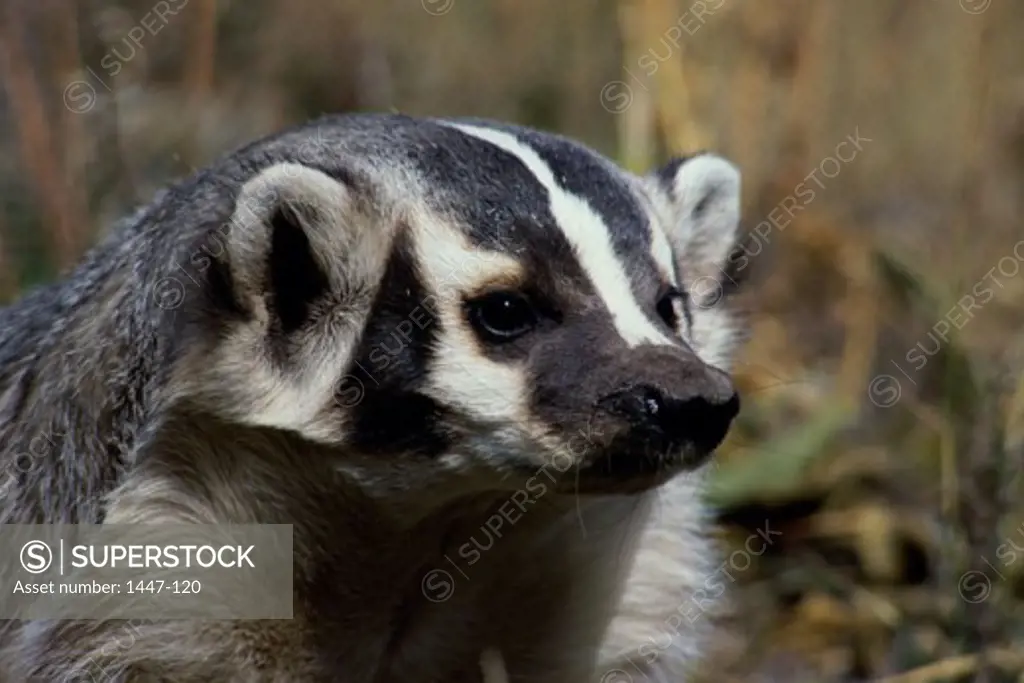 Close-up of an American Badger (Taxidea Taxus)
