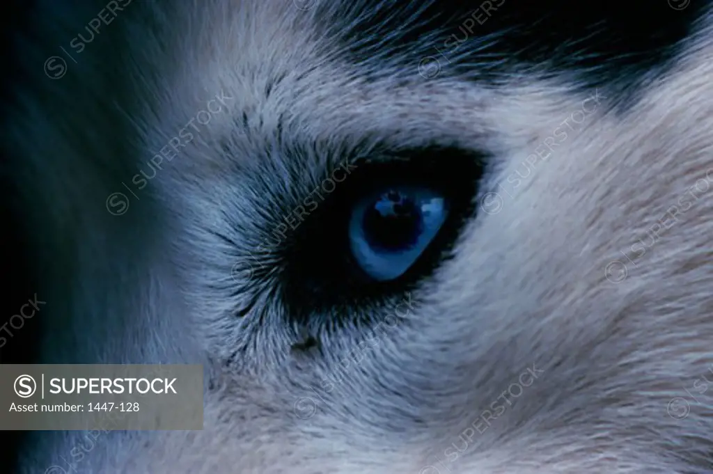Close-up of a Husky's eye