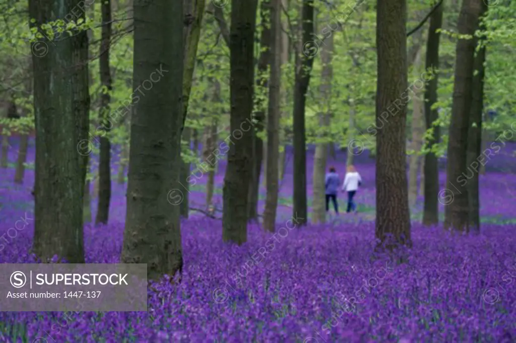 Rear view of a couple walking in a field of bluebells