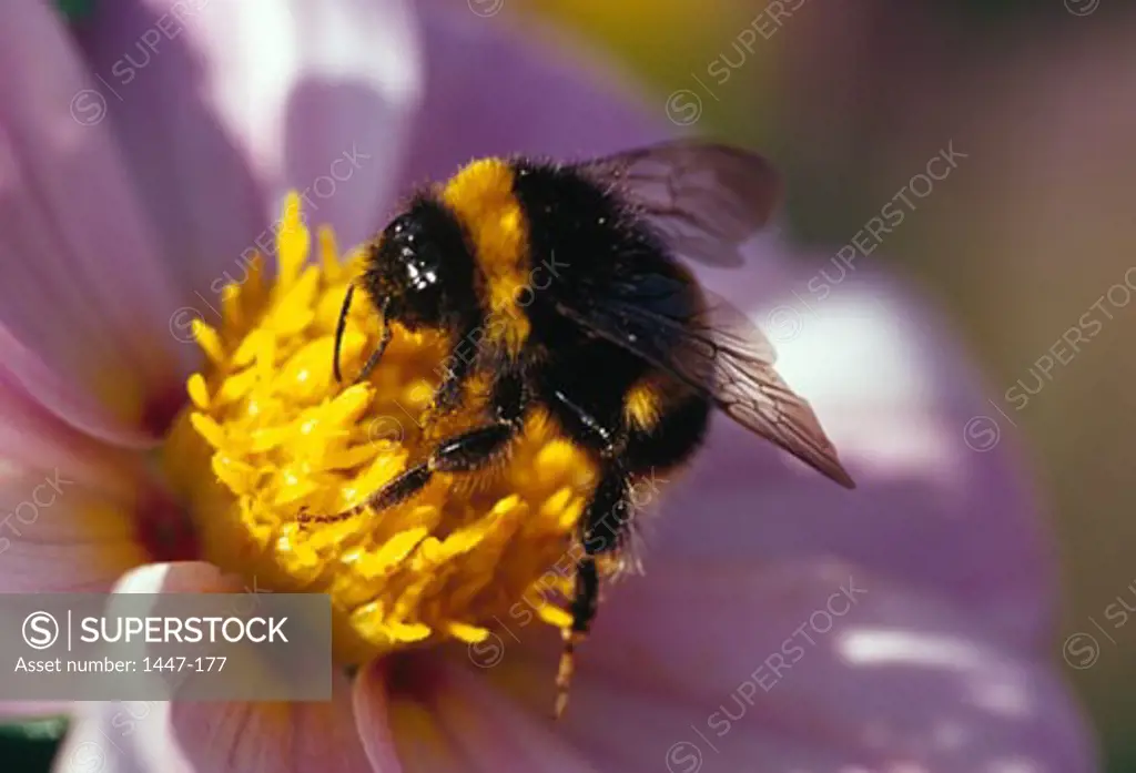 Bumblebee Dahlia