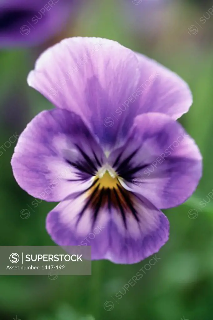 Close-up of a pansy