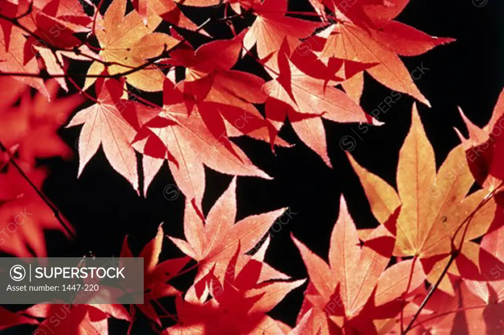 Close-up of Japanese Maple leaves (Acer palmatum)