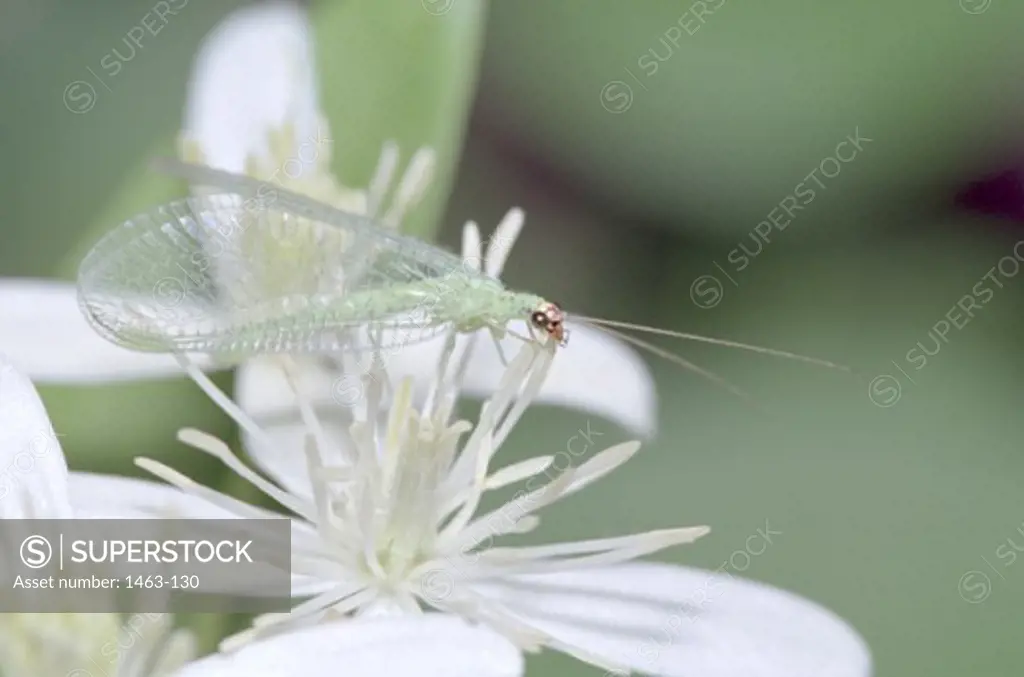 Green Lacewing