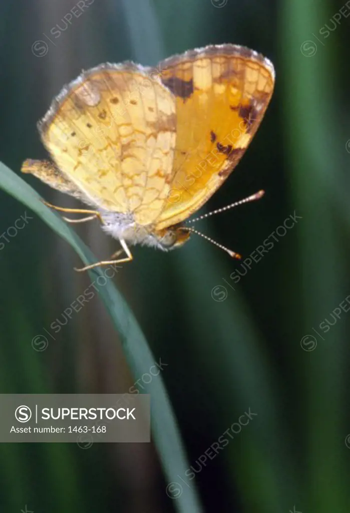 Crescentspot Butterfly
