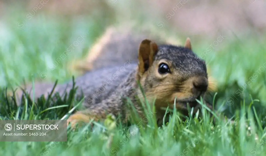Close-up of a Fox Squirrel lying down in grass (Sciurus niger)