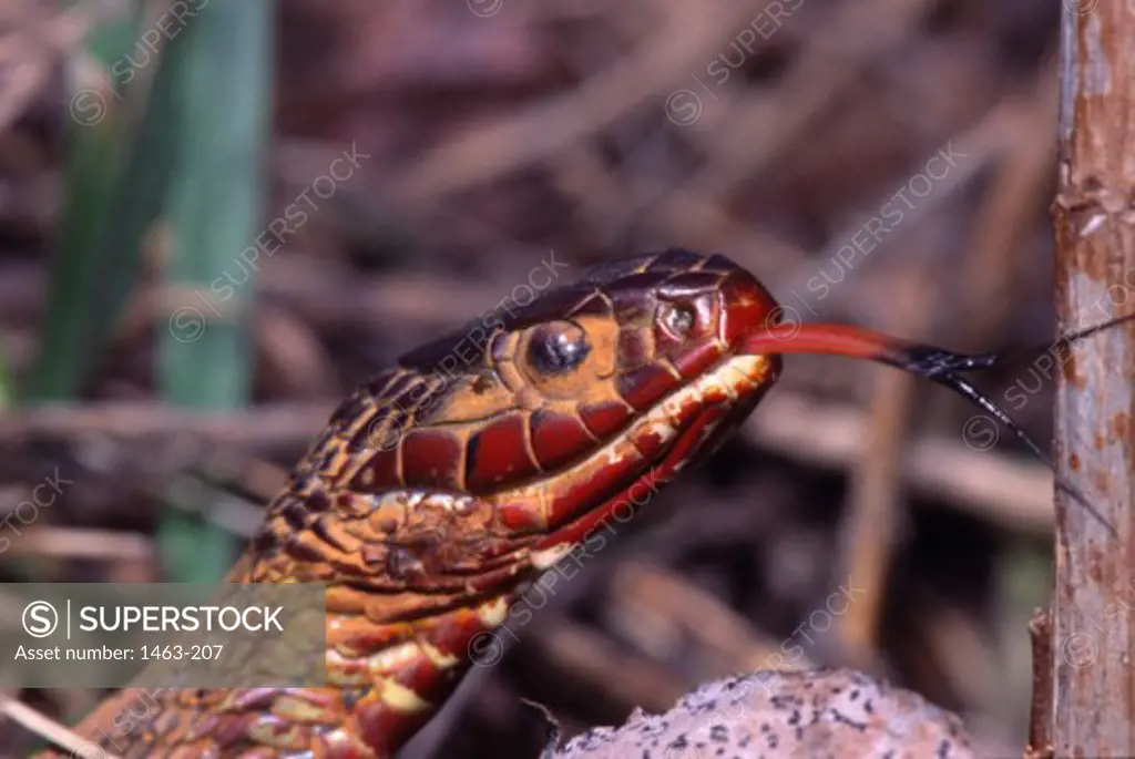 Red-bellied Water Snake