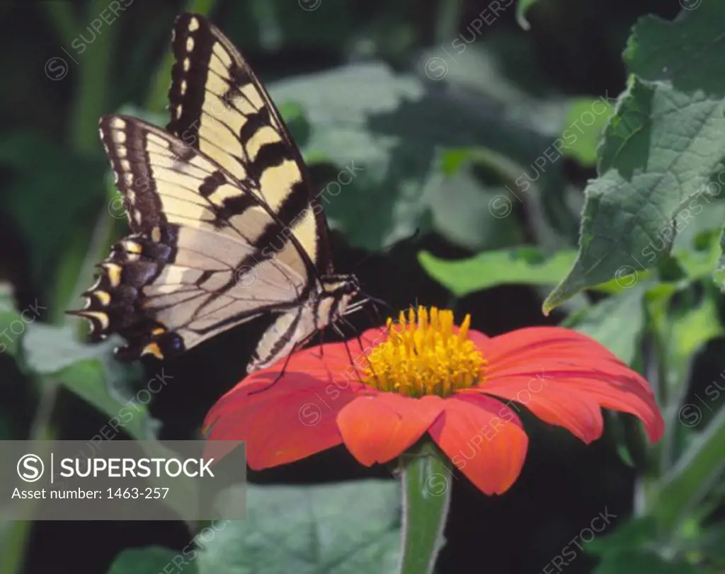 Close-up of a Tiger Swallowtail Butterfly pollinating a flower (Papilio glaucas)