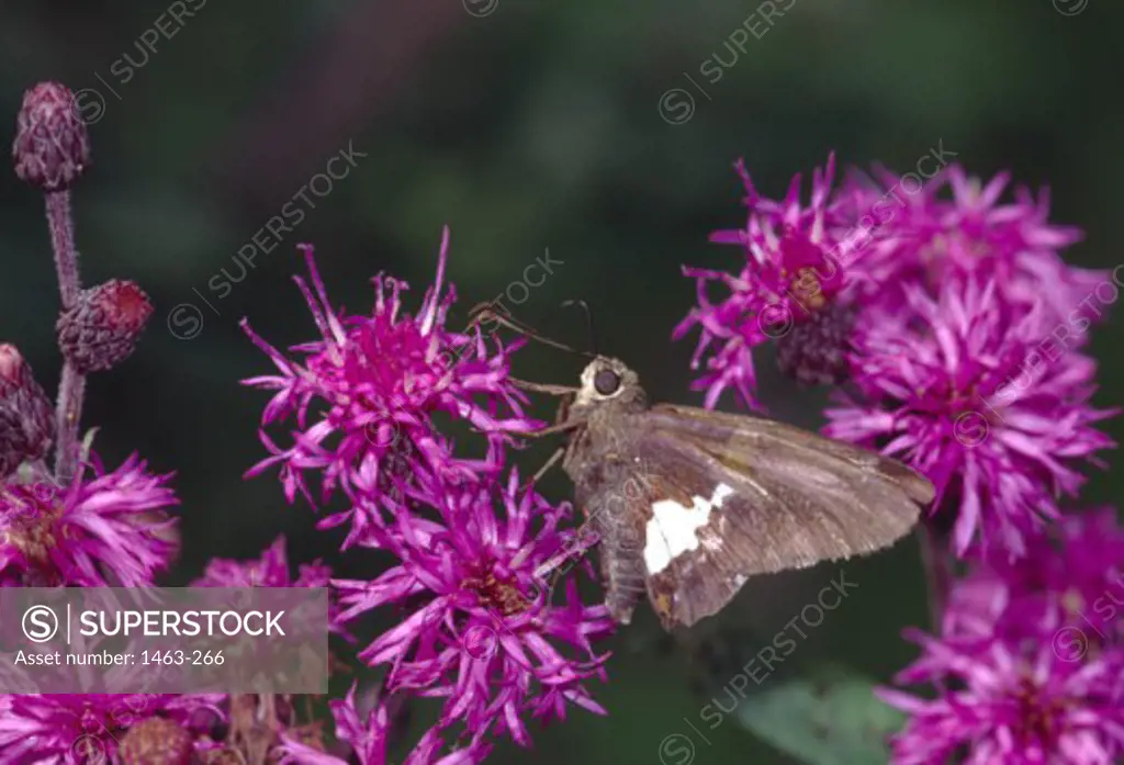 Close-up of a Silver-Spotted Skipper Butterfly pollinating a flower (Hesperia comma)