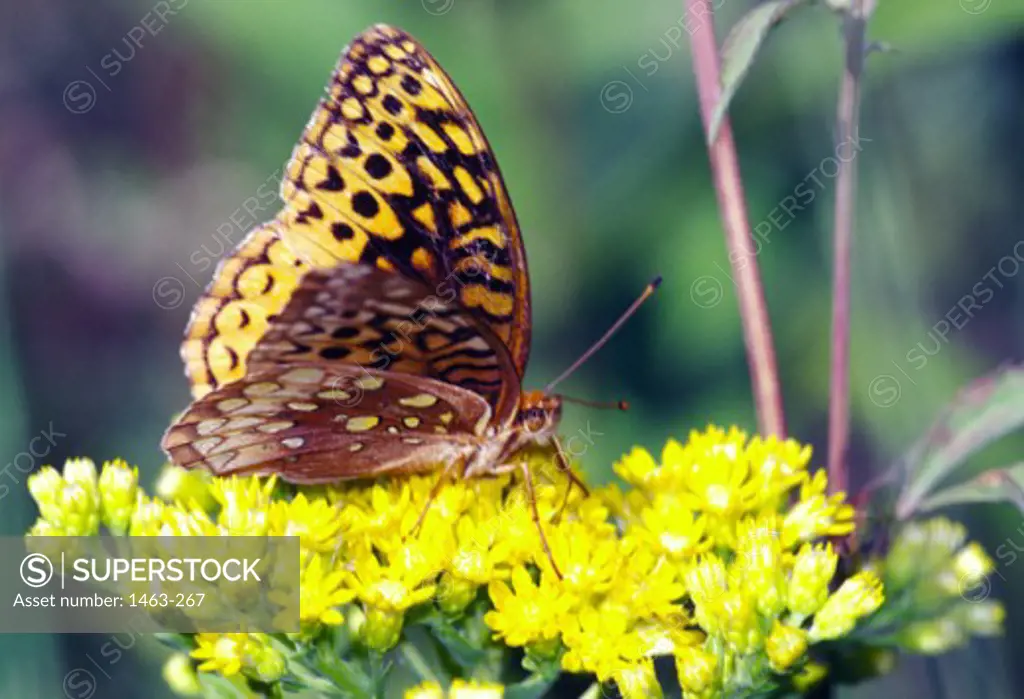 Close-up of a Fritillary Butterfly pollinating a flower