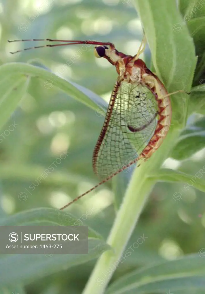 Close-up of a mayfly on a leaf