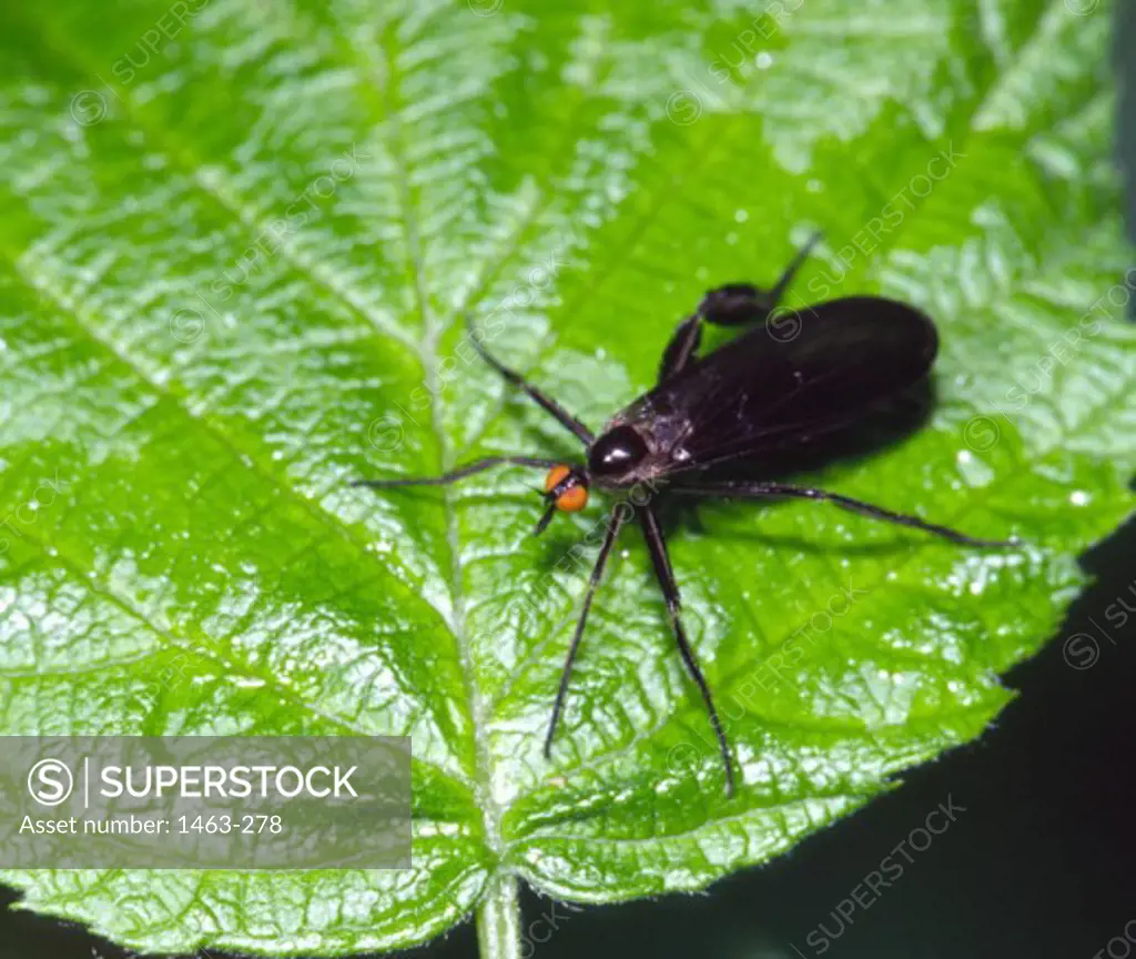 High angle view of a fly on a leaf