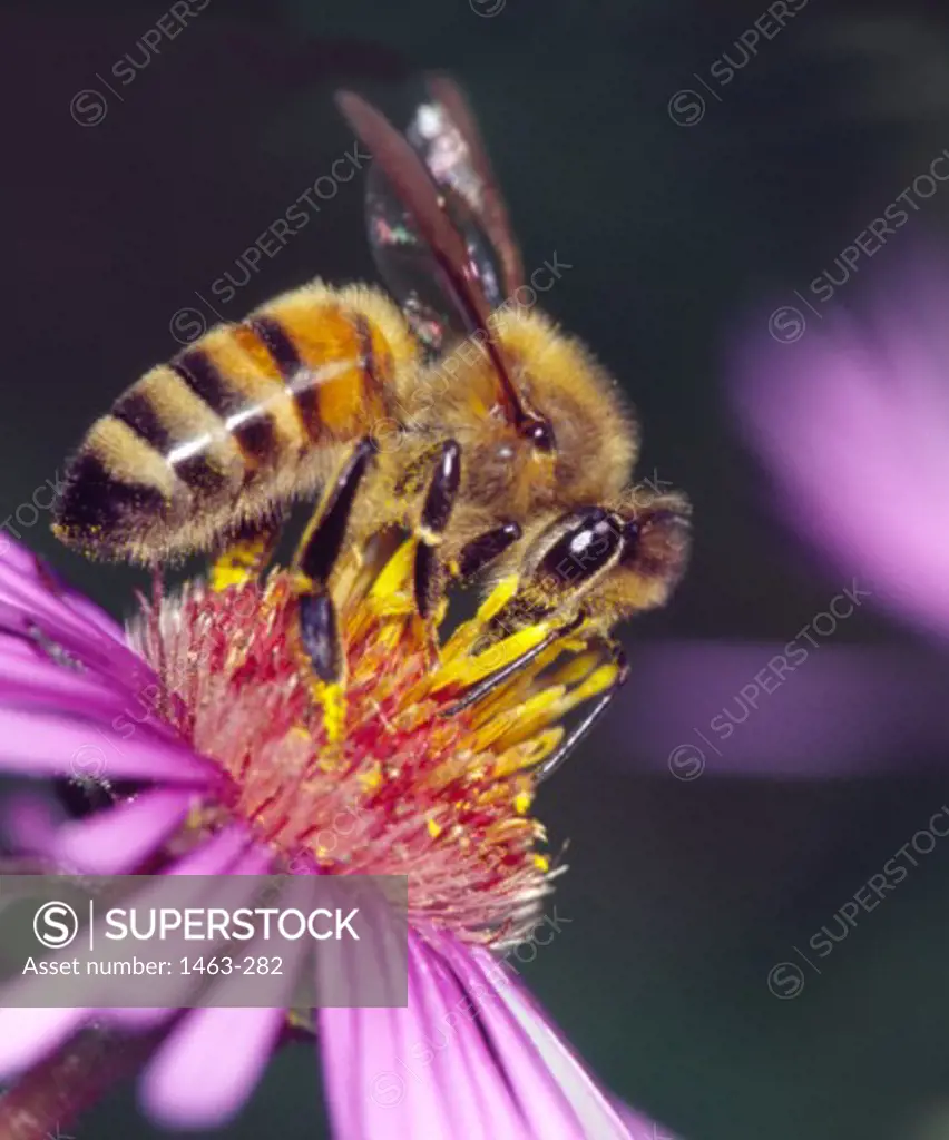 Close-up of a honey bee on a flower (Apis mellifera)