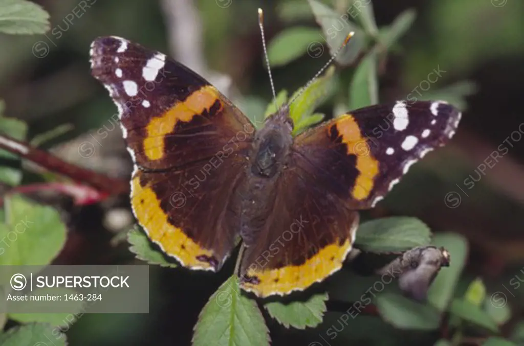 Close-up of a Red Admiral Butterfly on leaves (Vanessa atalanta)
