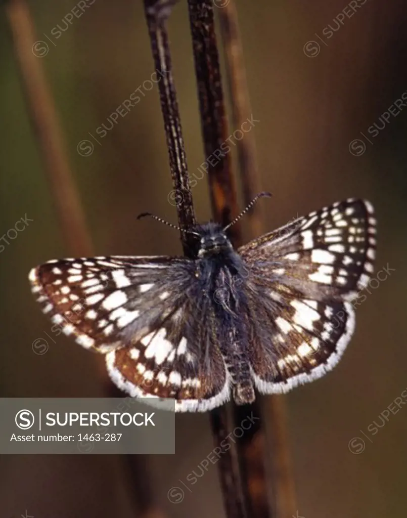 Close-up of a Checkered Skipper Butterfly on a twig (Pyrgus communis)