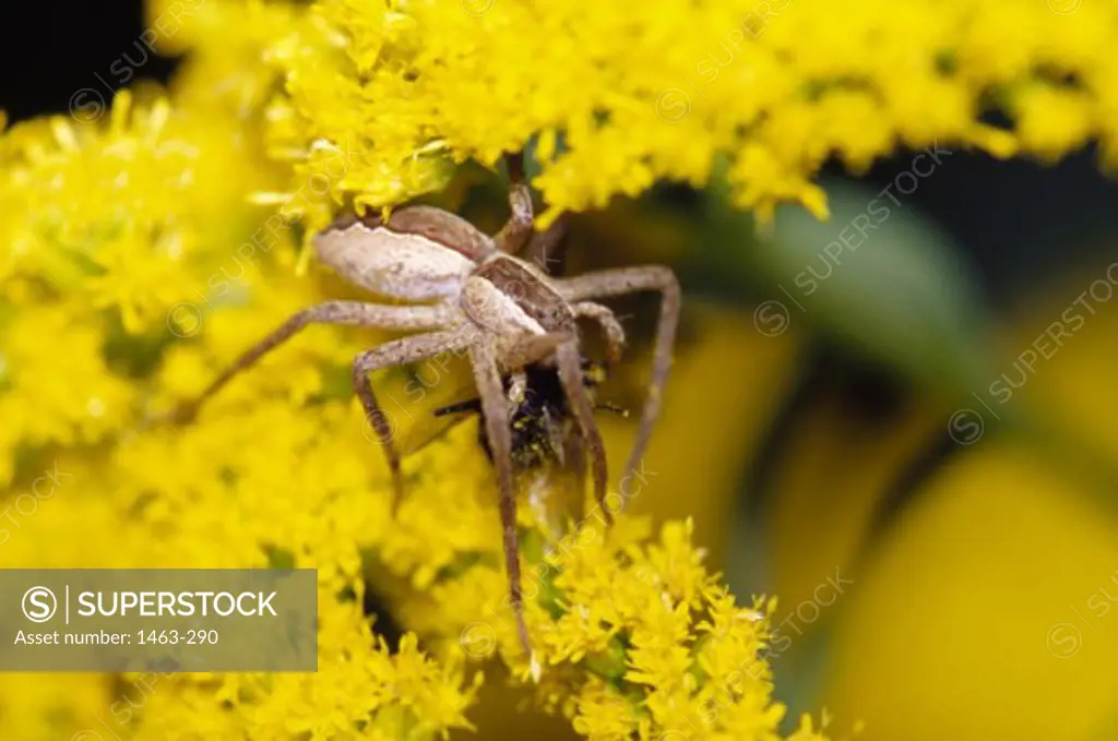 Close-up of a Lynx Spider carrying a bee