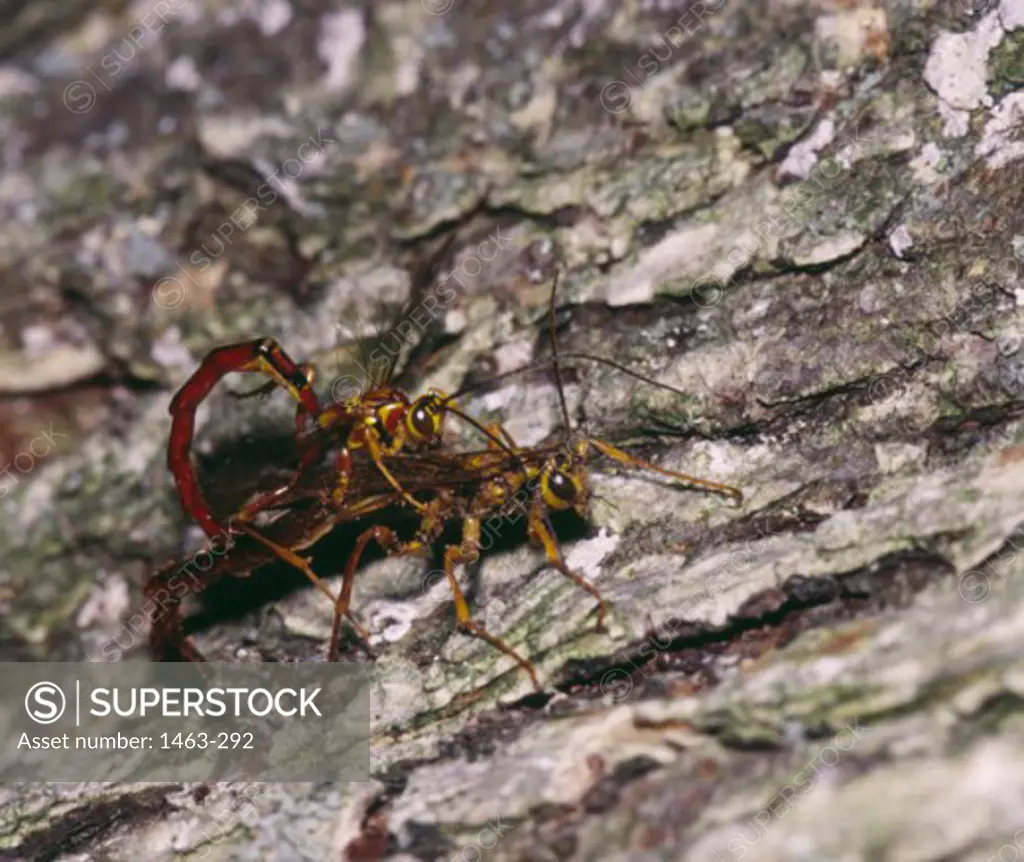 Close-up of two Ichneumon Wasps mating