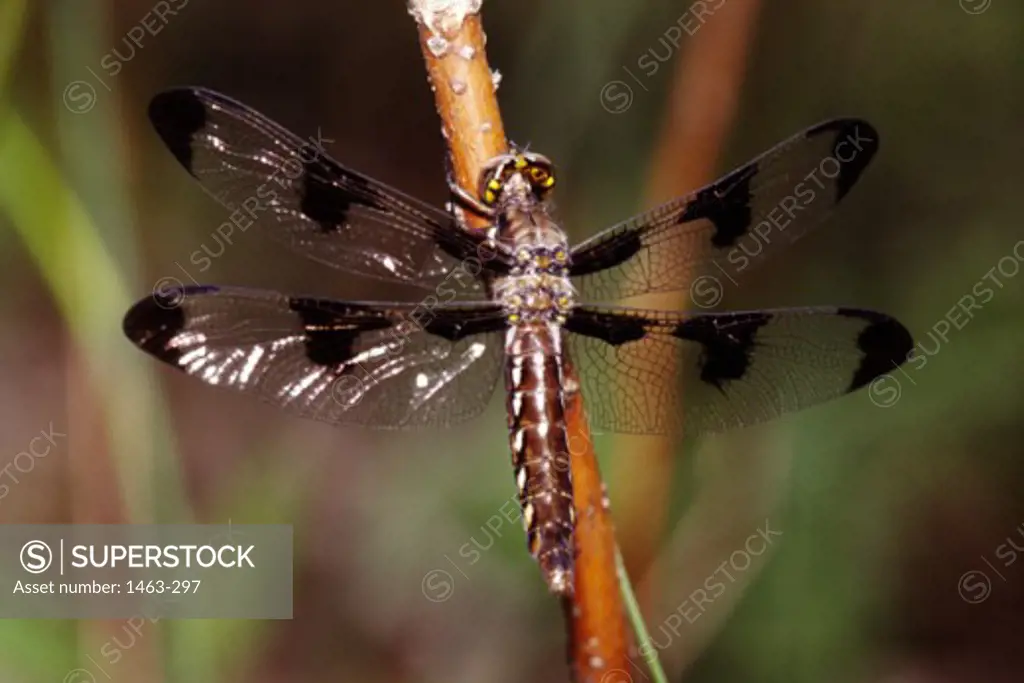 Close-up of a White-tailed Skimmer on a stem (Plathemis lydia)