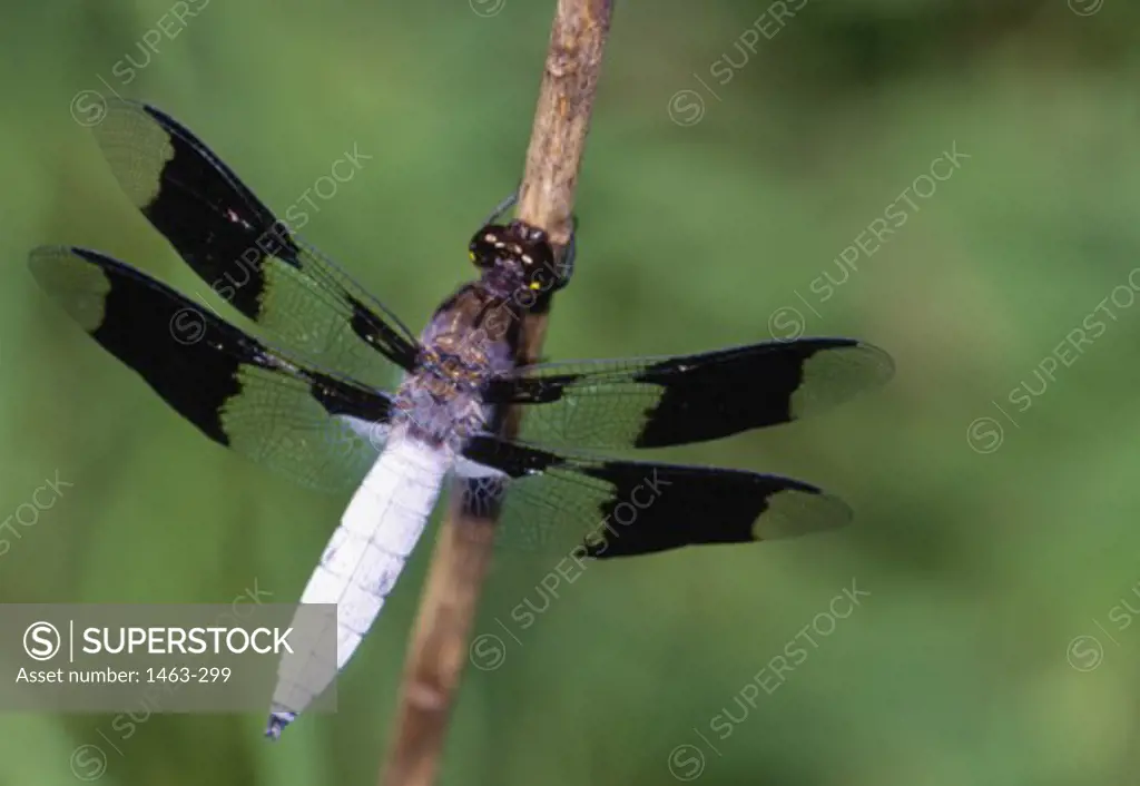 High angle view of a White-tailed Skimmer on a stem (Plathemis lydia)