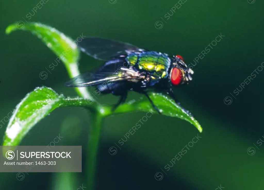 Close-up of a Green Bottle Fly on a leaf (Phaenicia sericata)