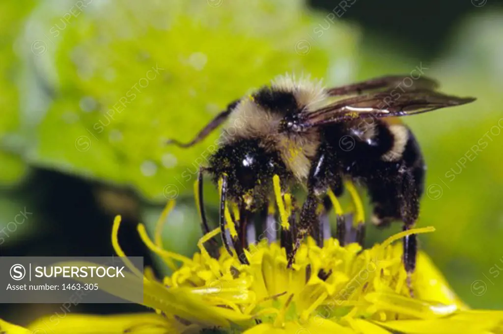 Close-up of a bumblebee on a flower (Bombus sonorus)