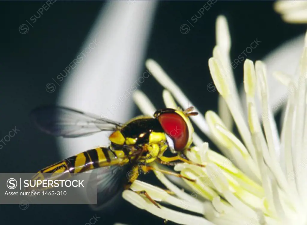 Close-up of a hoverfly on a flower