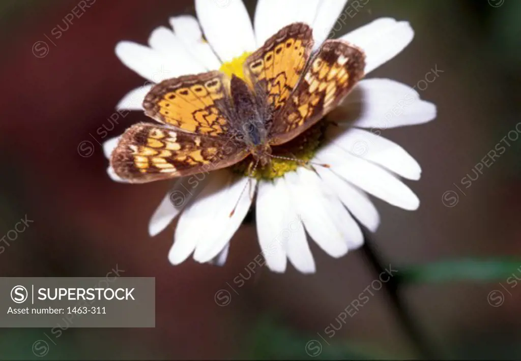Close-up of a Pearly Crescentspot Butterfly pollinating a flower (Phyciodes tharos)