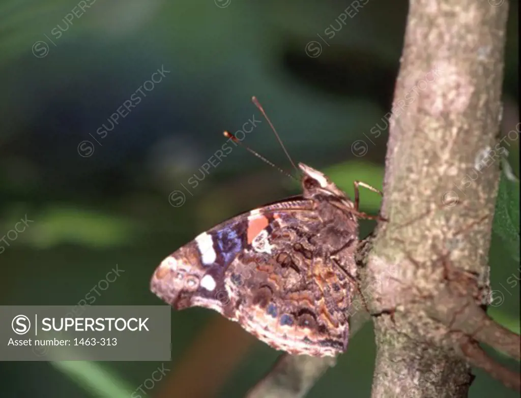 Close-up of a Red Admiral Butterfly on a branch of plant (Vanessa atalanta)
