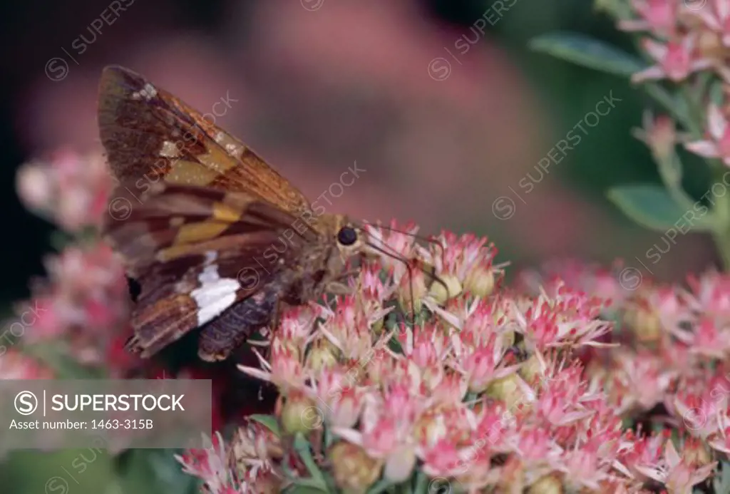 Close-up of a Silver-spotted Skipper Butterfly pollinating a flower (Hesperia comma)