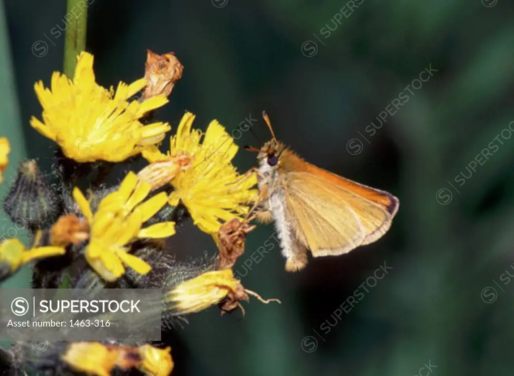Close-up of an European Skipper Butterfly pollinating a flower (Thymelicus lineola)