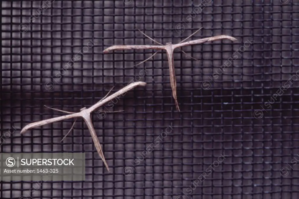 Close-up of two Plume Moths