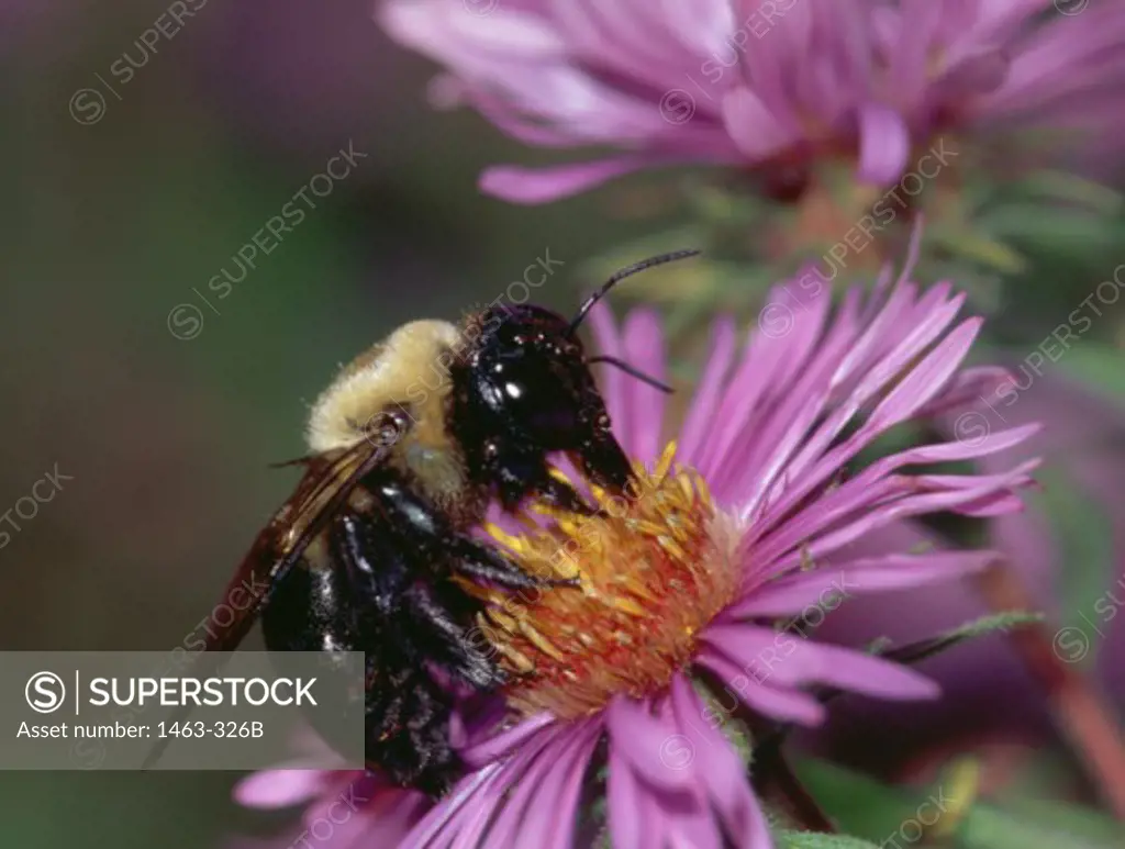 Close-up of a Carpenter Bee on a flower (Xylocopa sp.)